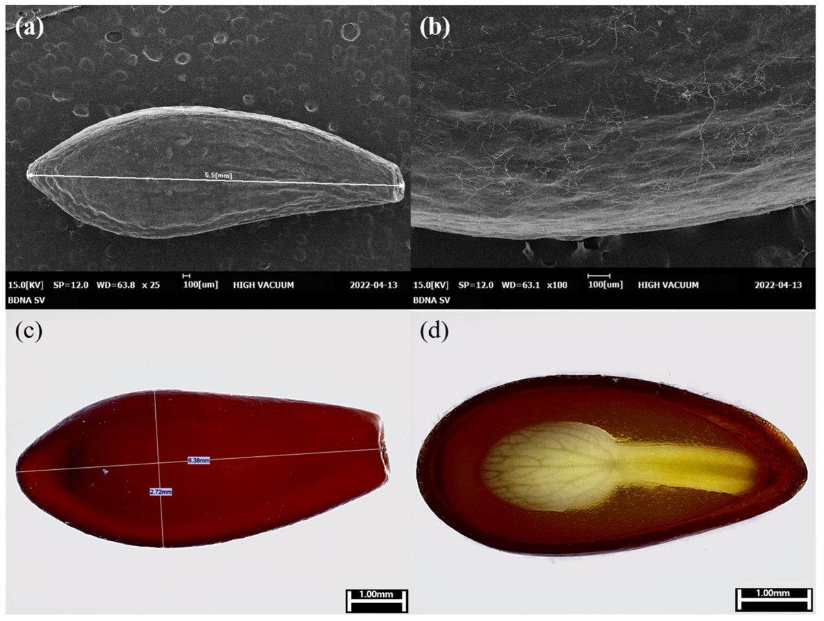 Horticul_MDPI's tweet image. #Horticulturae - New Published Paper🍀

📖Title: The #Dormancy #Types and #Germination Characteristics of the #Seeds of #Berberis #koreana #Palibin, an #Endemic #Species of Korea .

✍️Paper written by: Do-Hyun Kim et al.

🔗Link: mdpi.com/2311-7524/9/5/…

#academic #publishing