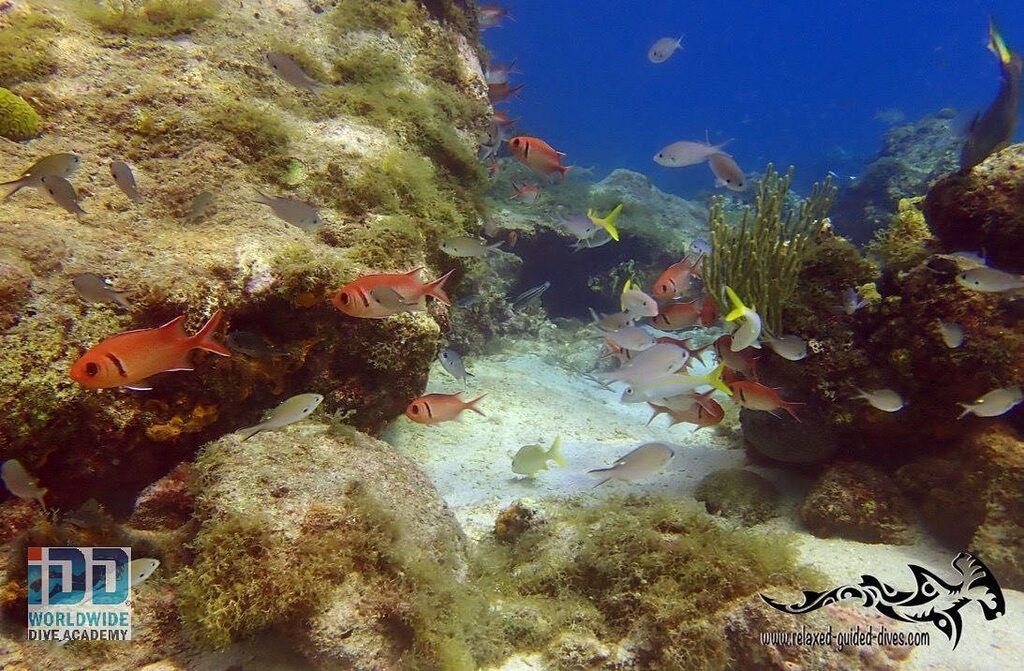Discover the underwater beauty of Curaçao with us…😎🇨🇼🏝#scuba #scubadiving #relaxedguideddives #travel #explore #discover #curacao #fun #duiken #tauchen #diving #tripadvisor #cressi #oceanreef  #destination #openwaterdiver #duikeninbeeld #besttravel #… instagr.am/p/Cr-ucKZOZfT/