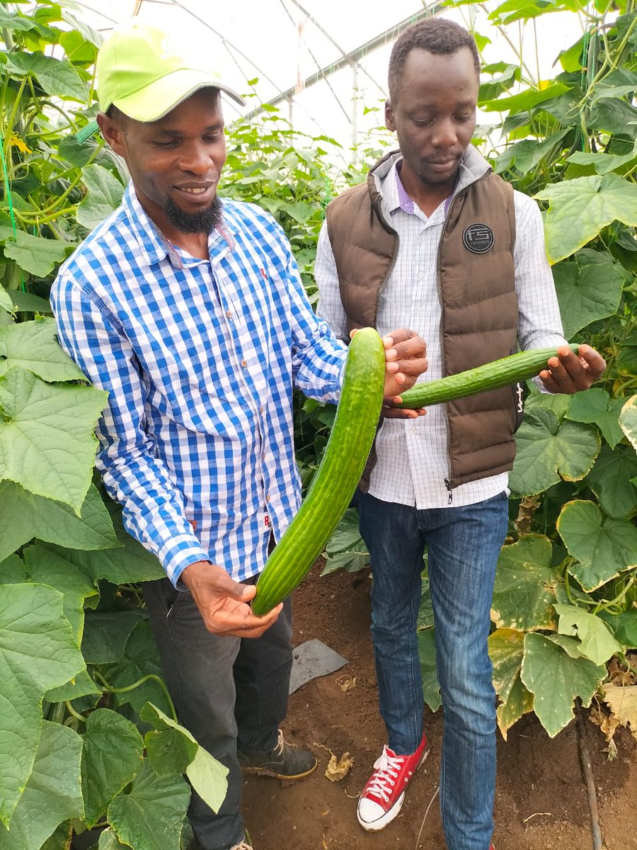 HGTKenya's tweet photo. Fully grown Bologna R Z F1 Fruit. https://t.co/SRmzHatTCw