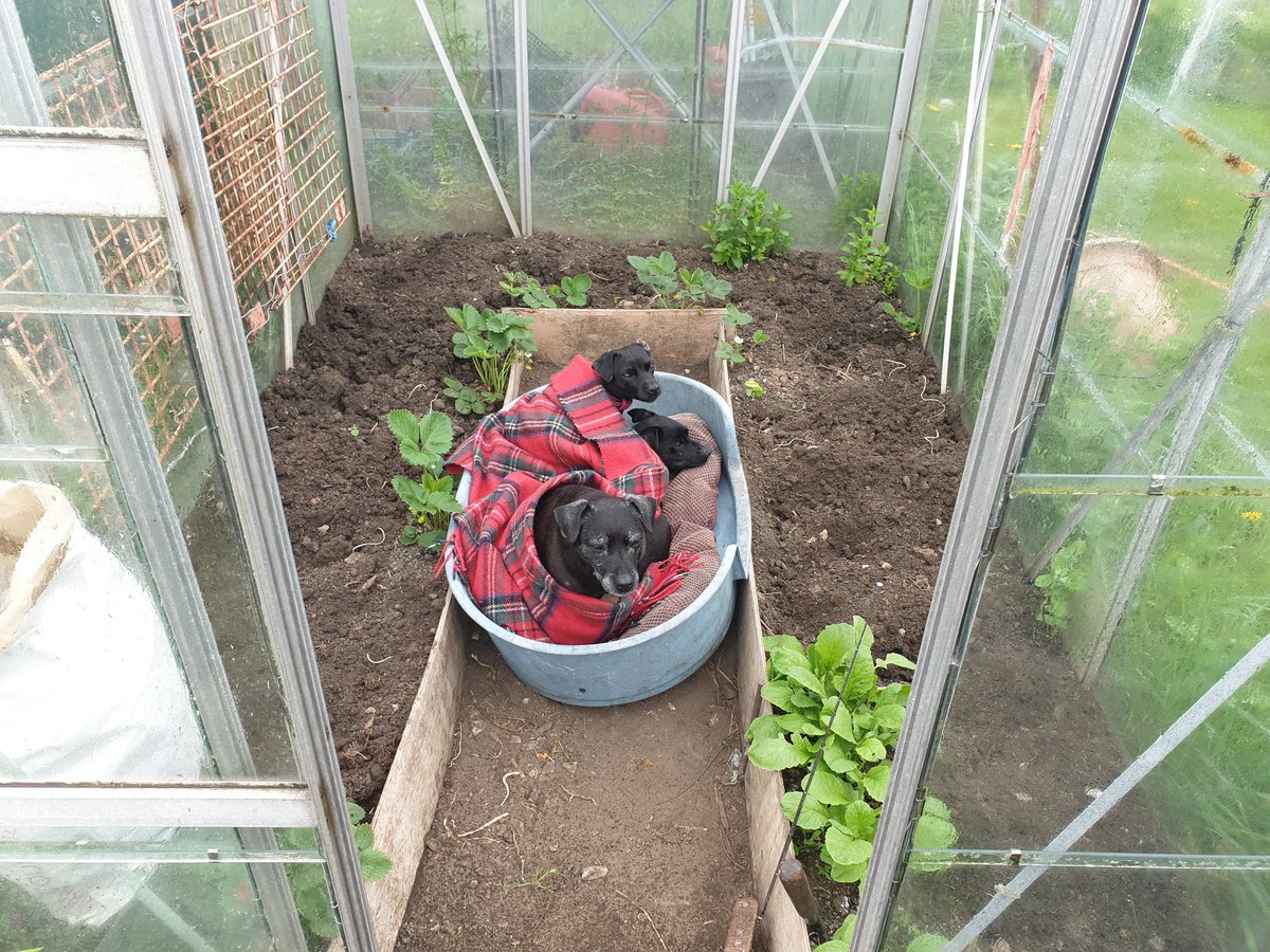 Started to rain whilst on the allotment, so got put in the greenhouse.  Cosy!
