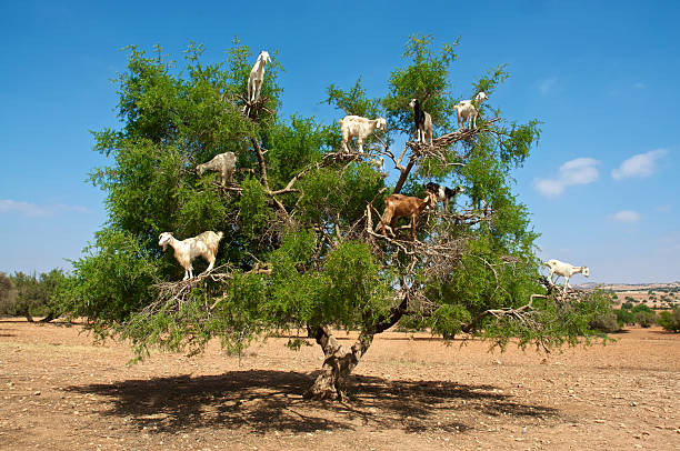 LizaChami's tweet photo. #GoatsInTrees #Argan https://t.co/OhhASX0BwJ