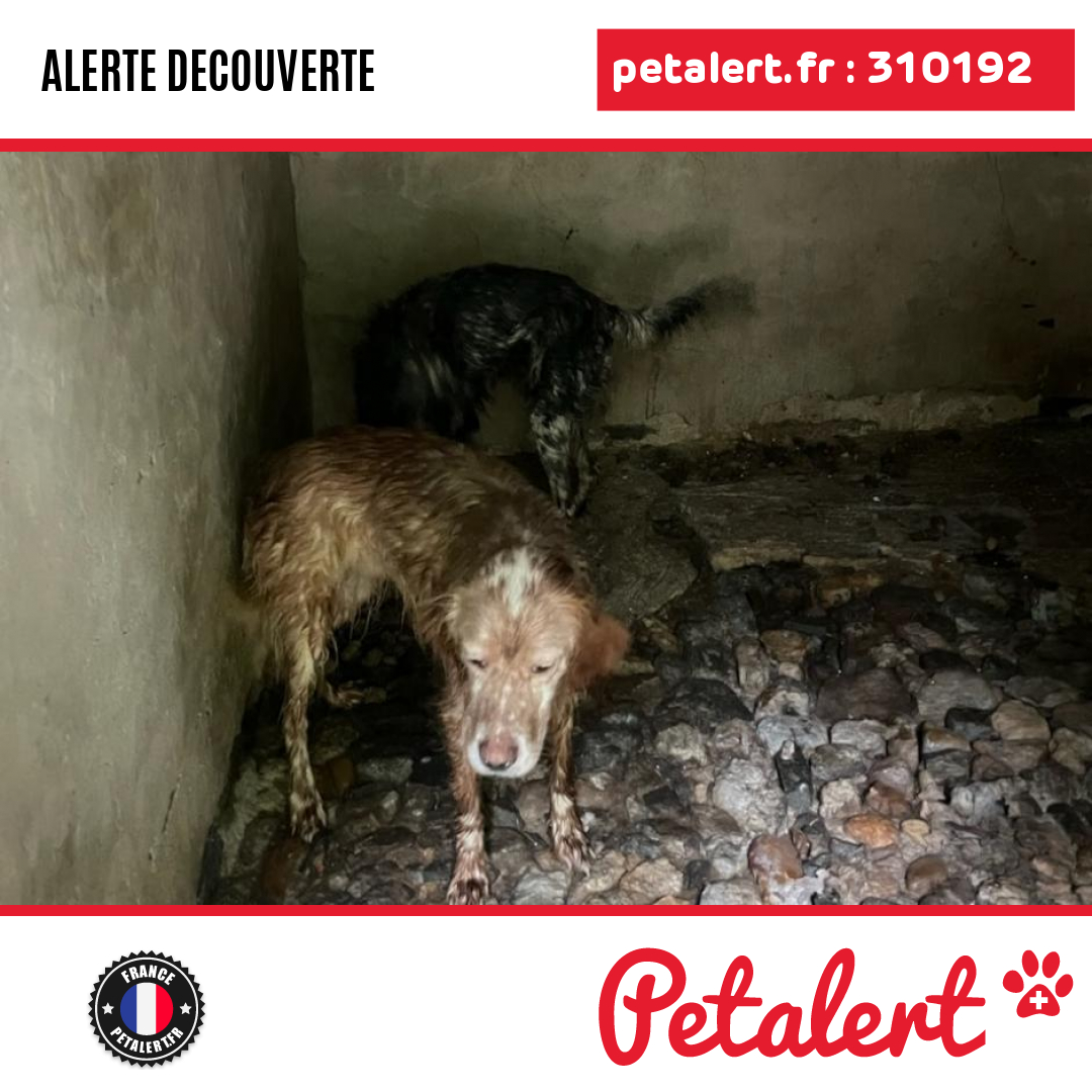 petalert_france's tweet photo. Trouvé #Chien #Mayenne #Daon #Petalert #PetAlert53 / https://t.co/Jpw3F8pgbE https://t.co/V9gLJTxSLw