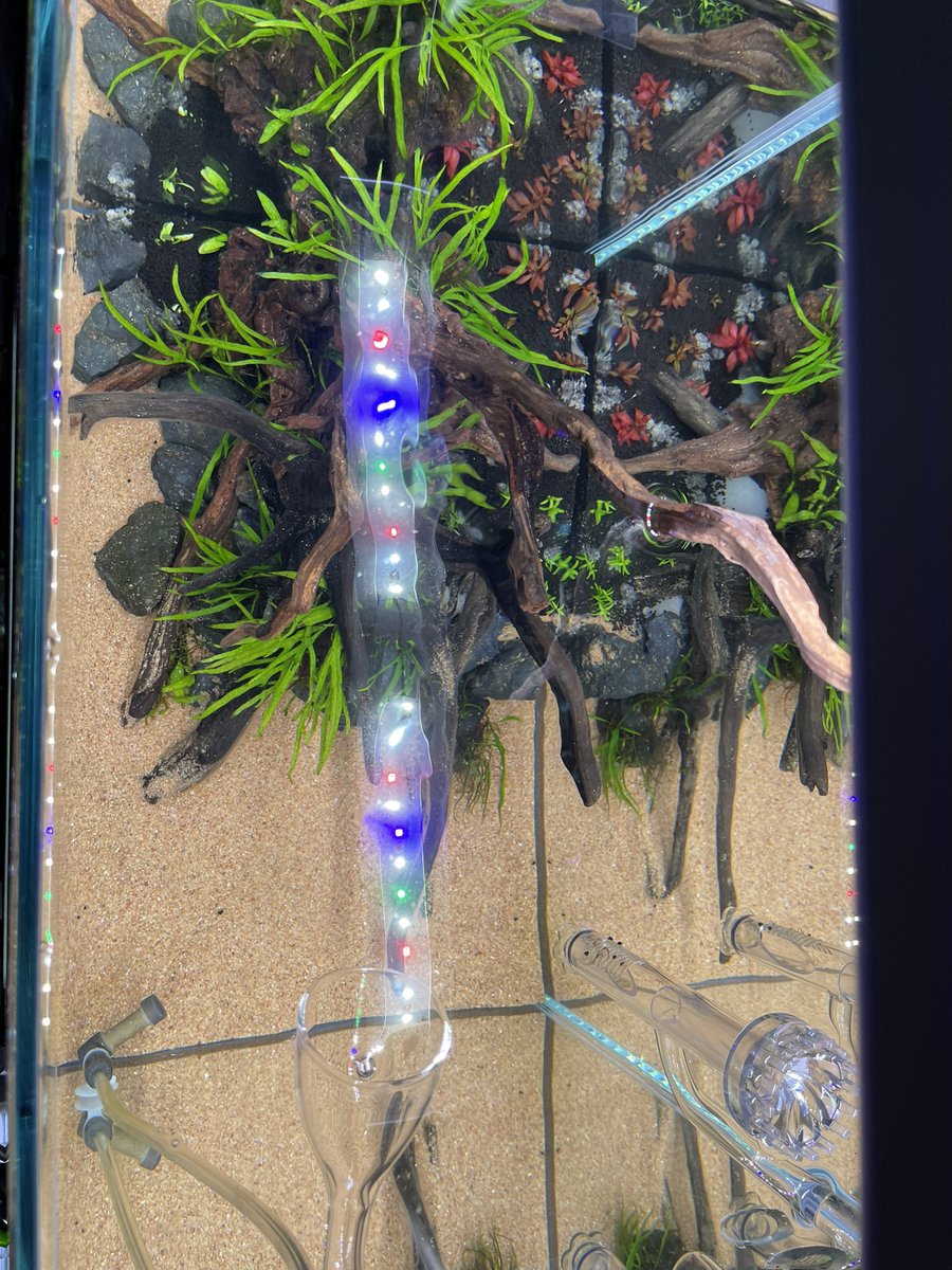 yaseimedaka's tweet photo. 水草植栽完了!
#水草水槽
#AQUASYSTEM
#アクアリウム
#aquarium
#ミクロソリウム
#45cm水槽
#ハイタイプ水槽
#ボトムサンド https://t.co/gfd8zvSzCr