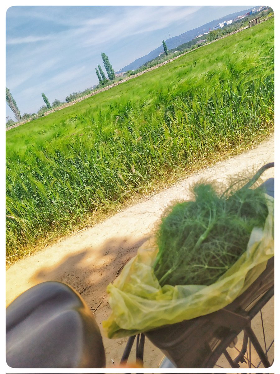 mmelihguney's tweet photo. Yol bugün rezene verdi.
Yumurtalı mı yapalım, oğlak etli mi ?
#kepez #Canakkale #kepezcanakkale #bisiklet #kepezdebisiklet #rezene #arapsaci https://t.co/Ro1Zd6q8H6