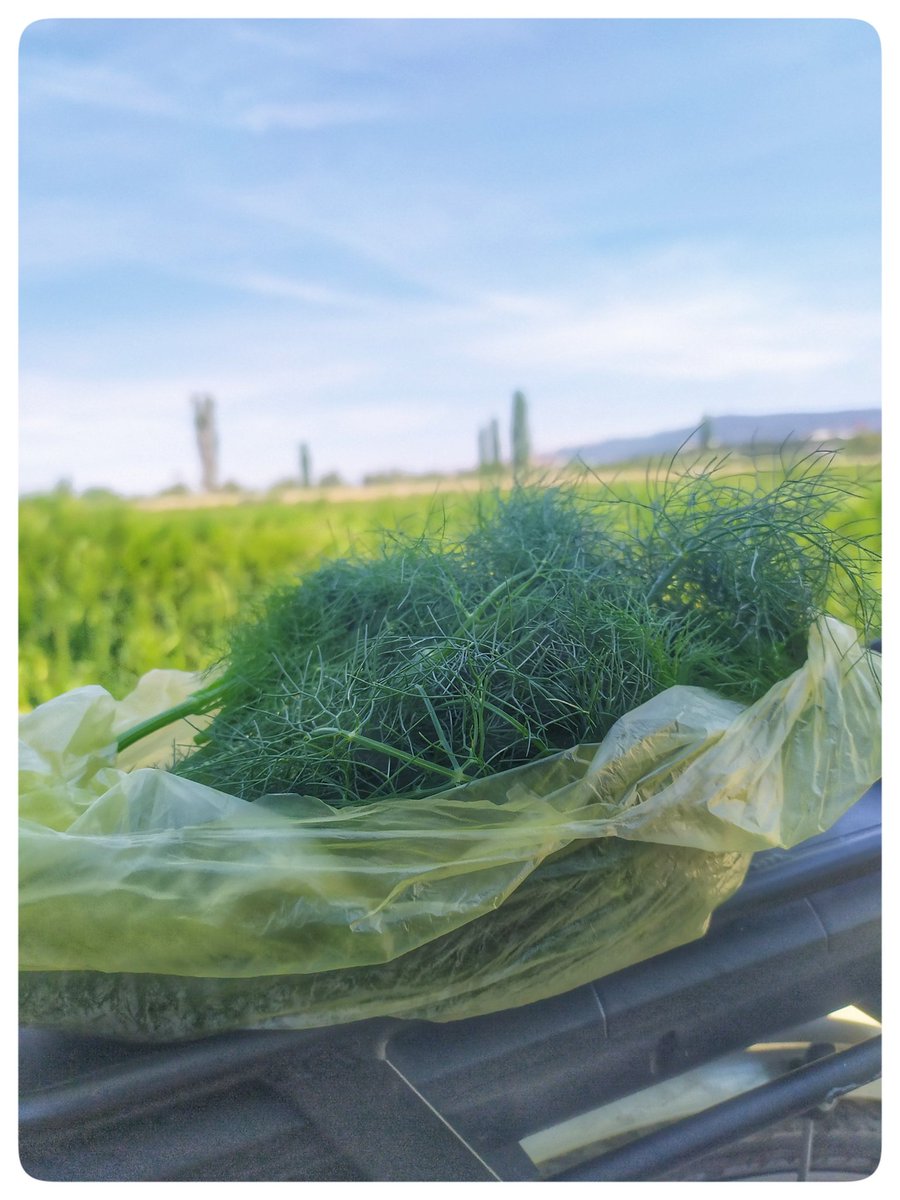 mmelihguney's tweet photo. Yol bugün rezene verdi.
Yumurtalı mı yapalım, oğlak etli mi ?
#kepez #Canakkale #kepezcanakkale #bisiklet #kepezdebisiklet #rezene #arapsaci https://t.co/Ro1Zd6q8H6