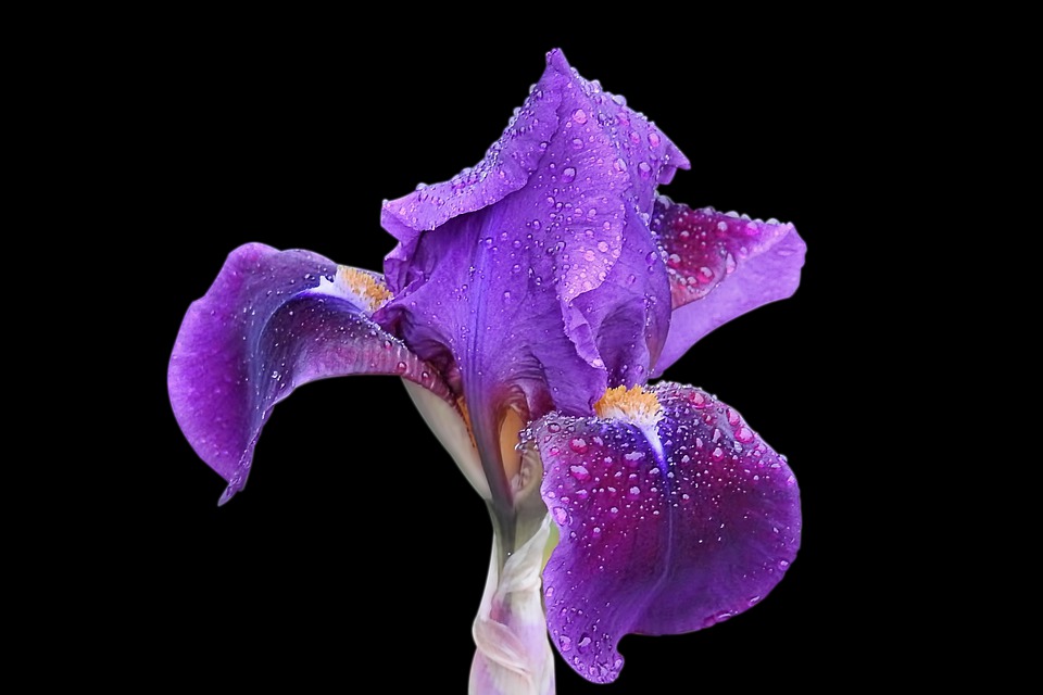 #May8th is #IrisDay, named for #Iris, the #Greek Messenger #Goddess of the #Rainbow who leant her name to the #flower. It’s the perfect day for practising #Divination with #flowers (#anthomancy or #floromancy) or to seek messages from the Divine.