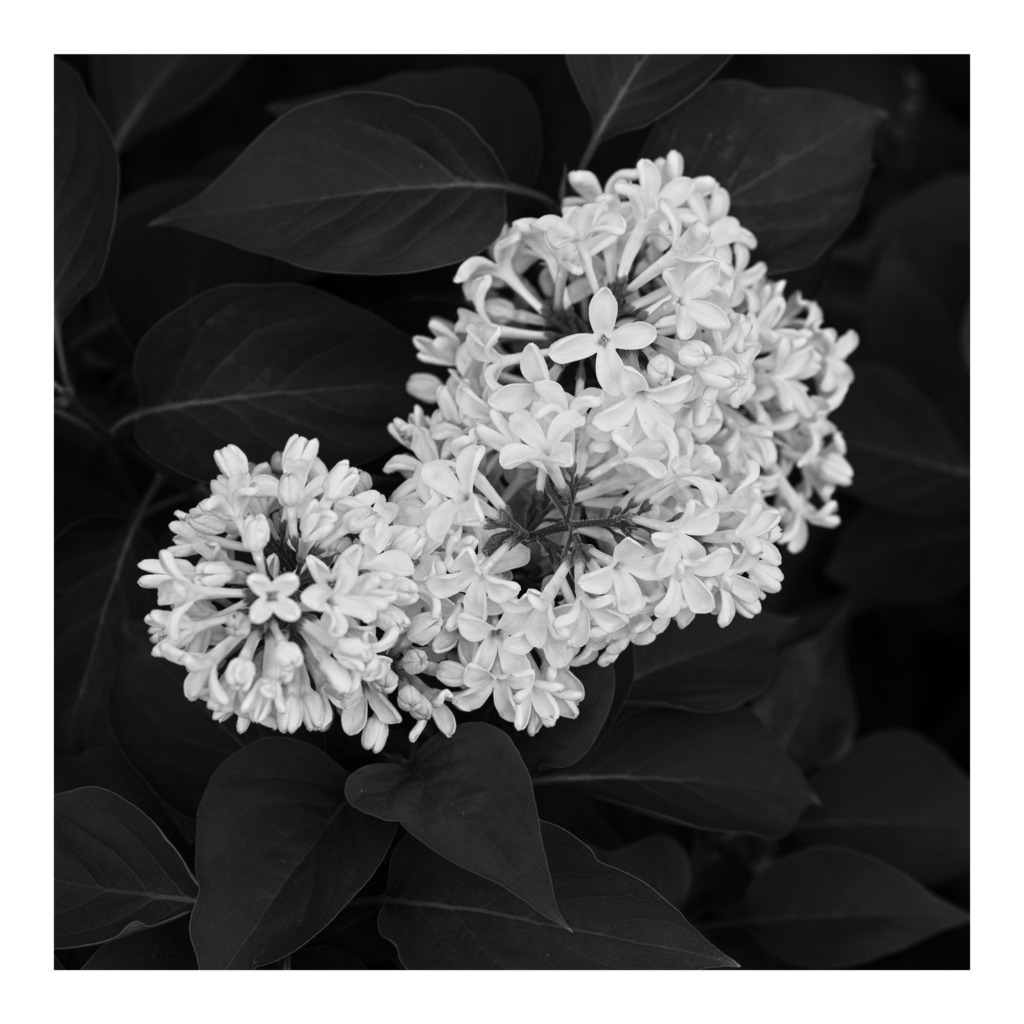 Lilac (Syringa vulgaris) in the back garden in full bloom. 

Note to self : You really should get round to writing these albums.
______

#today #todayis #diary #calendar #photooftheday #lockdownproject

#nature #naturephotography #flower #flowerphotograp… instagr.am/p/Cr-yrmFKCR3/