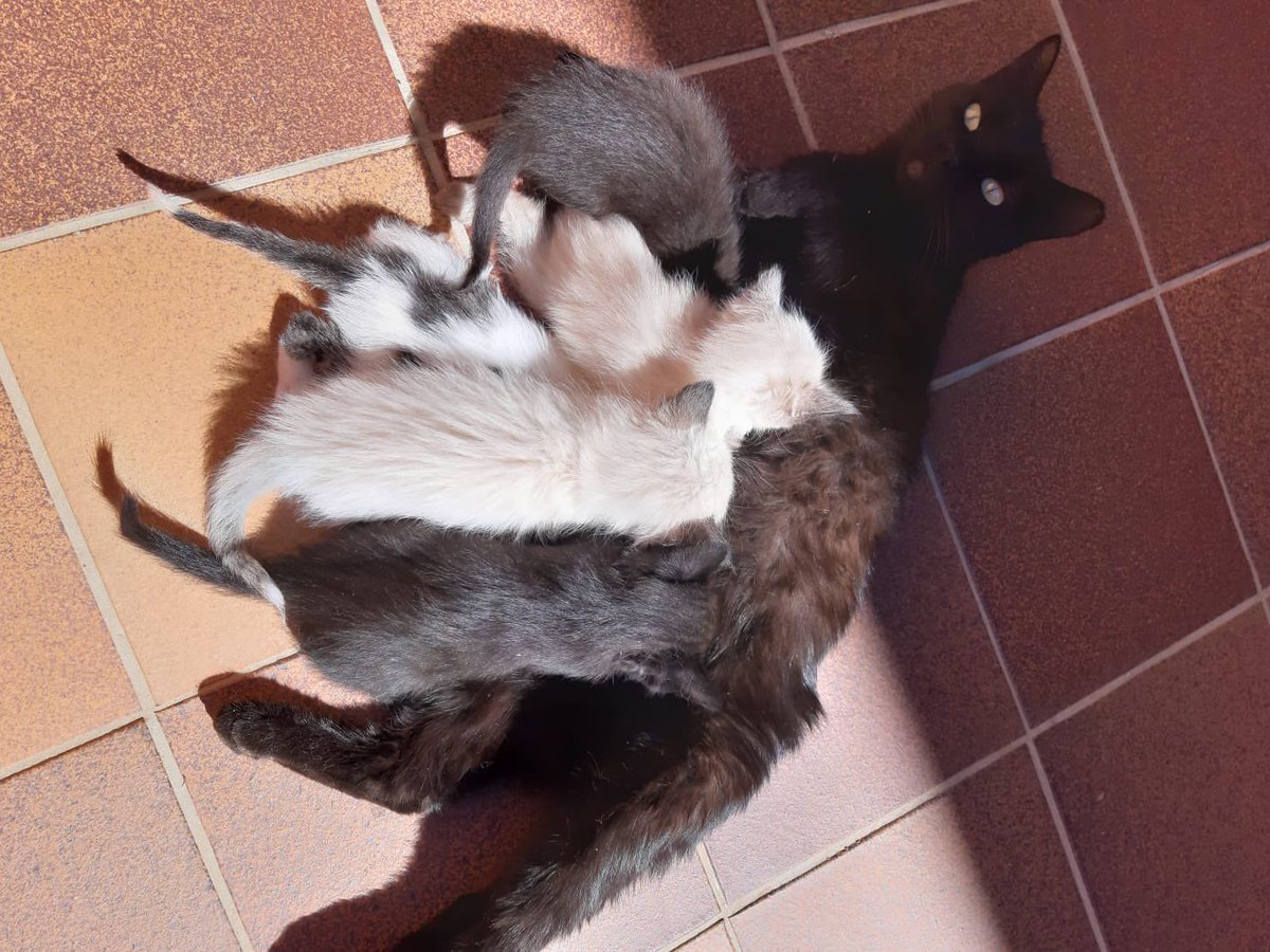 LuPawn's tweet photo. Hola chicos, la persona que nos dio a ahsoka cuida a varias gatitas callejeras de su pueblo, va castrándolas a la que puede pero no tiene ninguna ayuda y algunas gatas siguen pariendo, me acaba de enviar foto de tres camadas de gatitos que están buscando dueño cuando se las pueda https://t.co/WaXEolromP