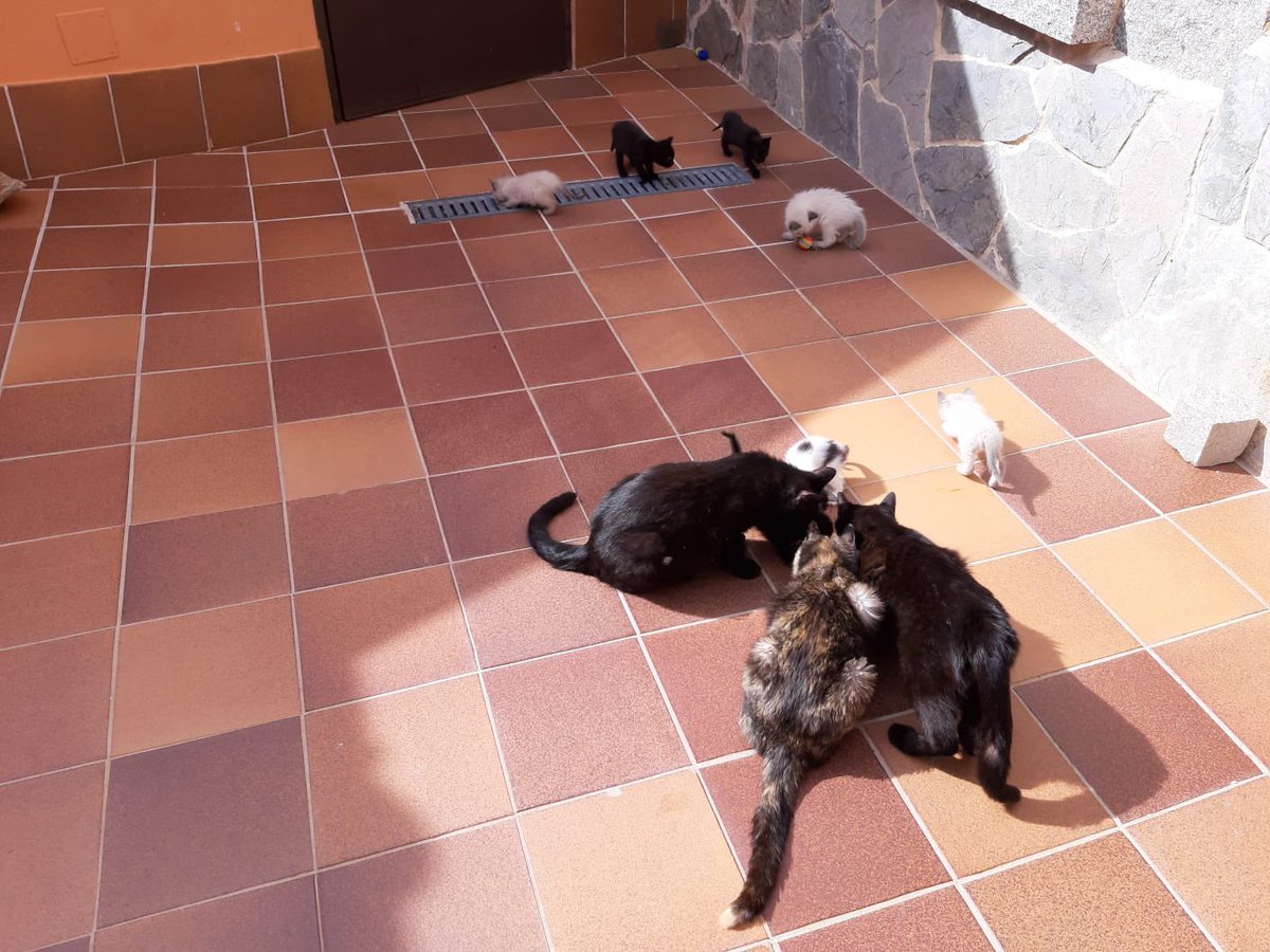 LuPawn's tweet photo. Hola chicos, la persona que nos dio a ahsoka cuida a varias gatitas callejeras de su pueblo, va castrándolas a la que puede pero no tiene ninguna ayuda y algunas gatas siguen pariendo, me acaba de enviar foto de tres camadas de gatitos que están buscando dueño cuando se las pueda https://t.co/WaXEolromP