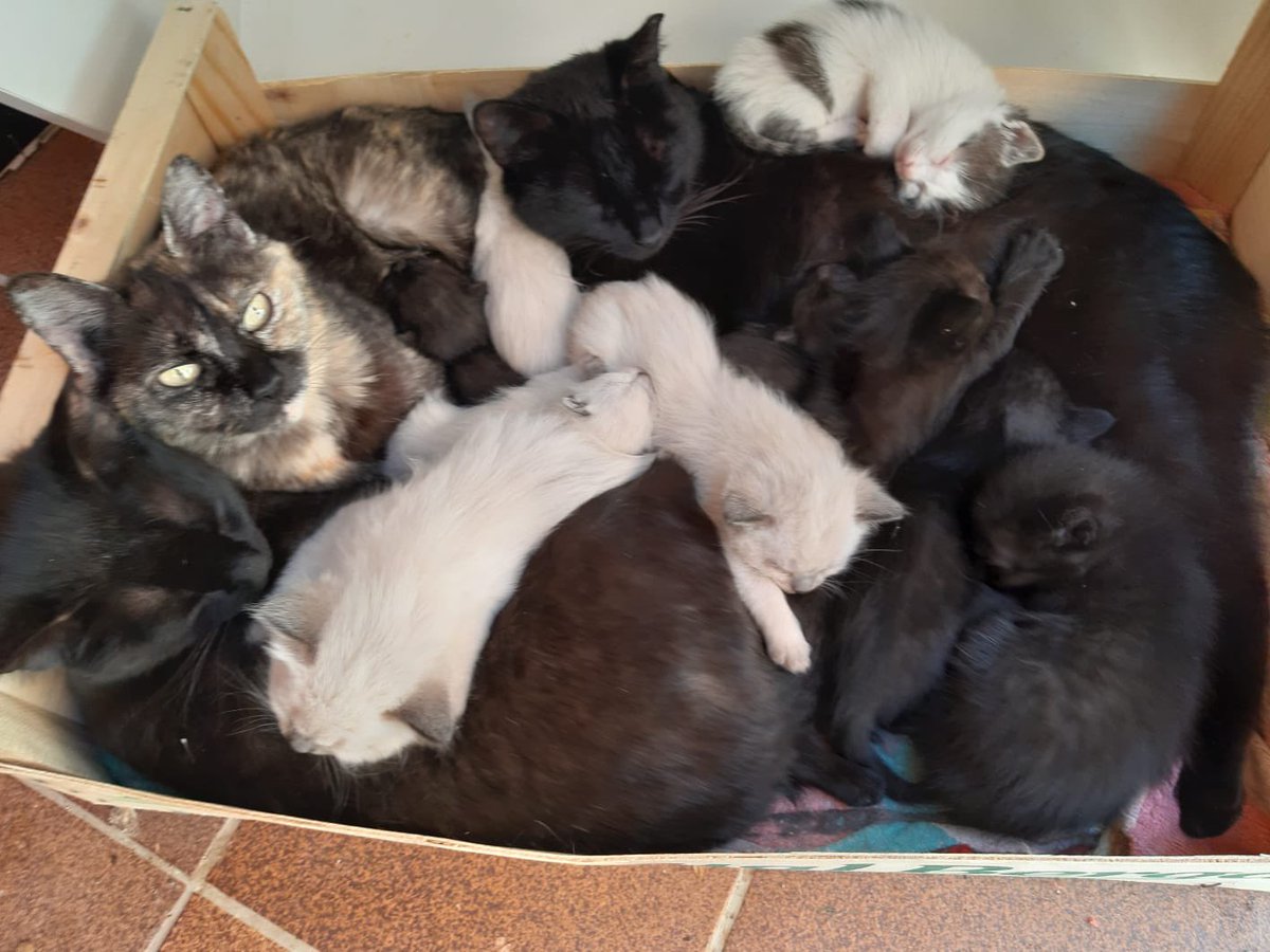 LuPawn's tweet photo. Hola chicos, la persona que nos dio a ahsoka cuida a varias gatitas callejeras de su pueblo, va castrándolas a la que puede pero no tiene ninguna ayuda y algunas gatas siguen pariendo, me acaba de enviar foto de tres camadas de gatitos que están buscando dueño cuando se las pueda https://t.co/WaXEolromP