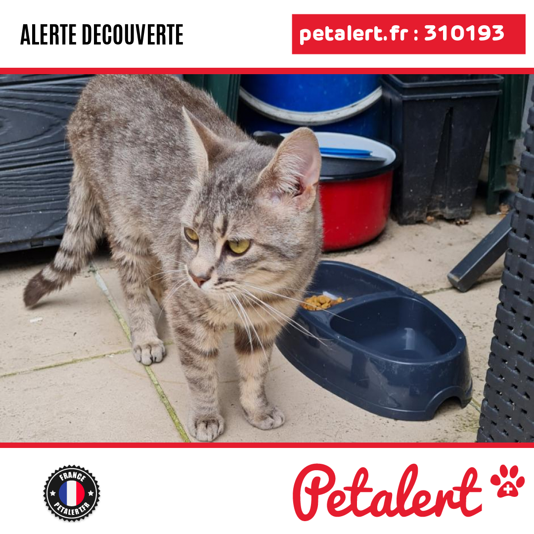 Trouvé #Chat #SeineMaritime #CaudebecLesElbeuf #Petalert  #PetAlert76 / p3t.co/hbzBi