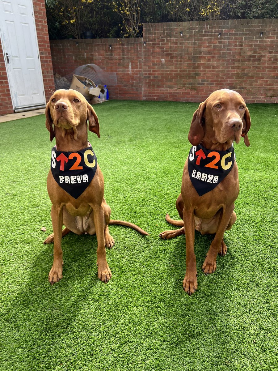 EvanzaDesigns's tweet photo. Thank you to everyone who donated to the Stand up for Cancer Walkies challenge raising £170 toward to total of £1,123, 349.68! ❤️👏 #evanzavizslas #standuptocancer #walkieschallenge #cancerresearch #su2c #raisingmoneyforcharity #vizslasofinstagram https://t.co/uJGnGqvIVp
