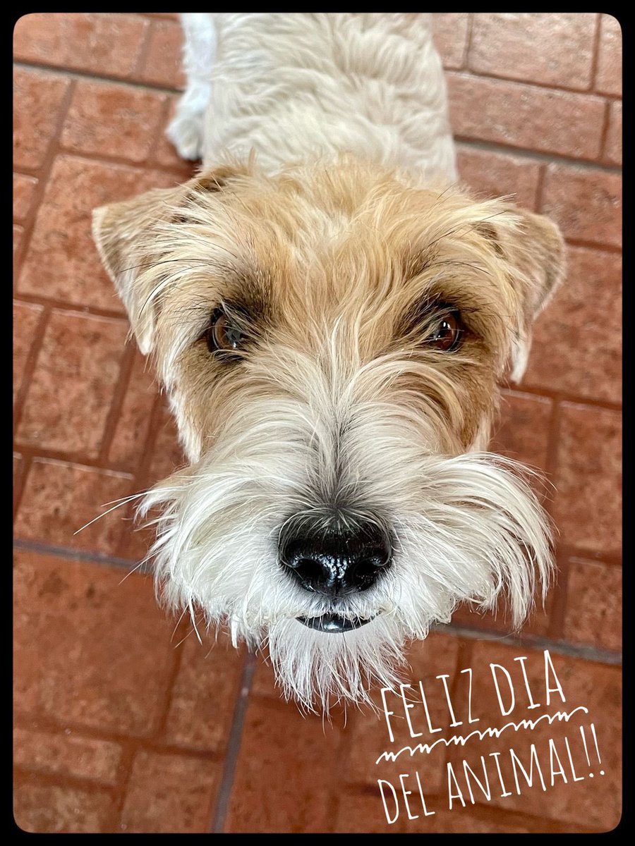 ruben_corella's tweet photo. #happyday #happyanimals #animals #animalitos #dogsday #diadelperro #perraca #perraco #perrosdetwitter #Twitterland #patitas #amoreuse #amore https://t.co/iCExfnL8uJ
