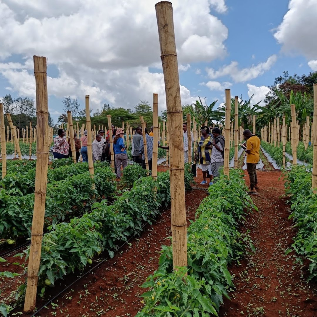 Water4M's tweet image. Growing together toward a sustainable future 🌱🌿🌾 
AITEC Embu&apos;s first farmer training was a success! Follow us for more updates! Thank you for your continued support! #AITEC #FarmerTraining #Sustainability