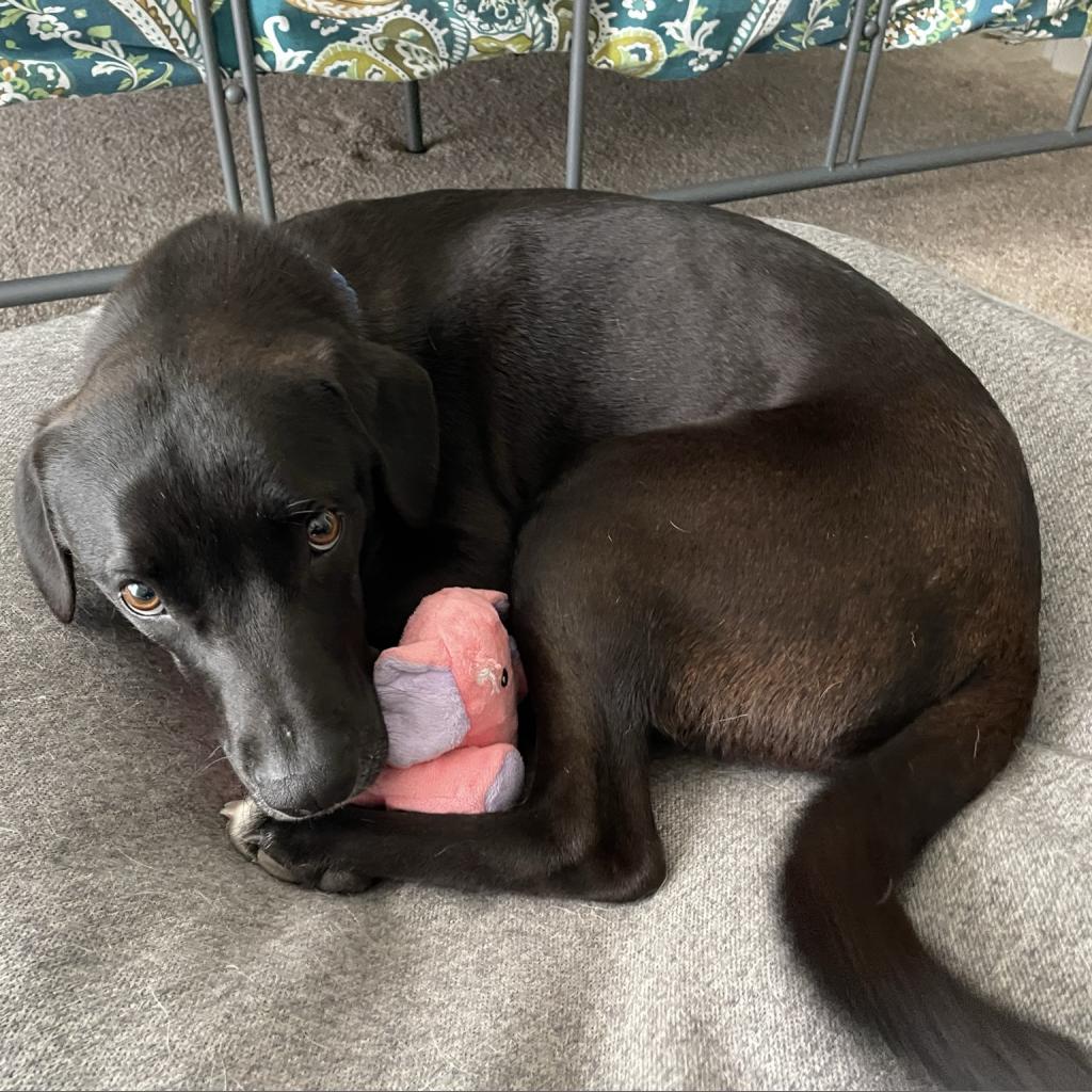 lostdogrescue's tweet photo. Monday mornings are ruff.

Vinnie, here, would prefer to chill ALL DAY with you.

When he's not curled up for a nap, Vinnie enjoys socializing with other dogs, learning new commands (anything for food!), and playing tug.

He's available for adoption!

https://t.co/88HQXeDSd1 https://t.co/f1ZdAWB5XC