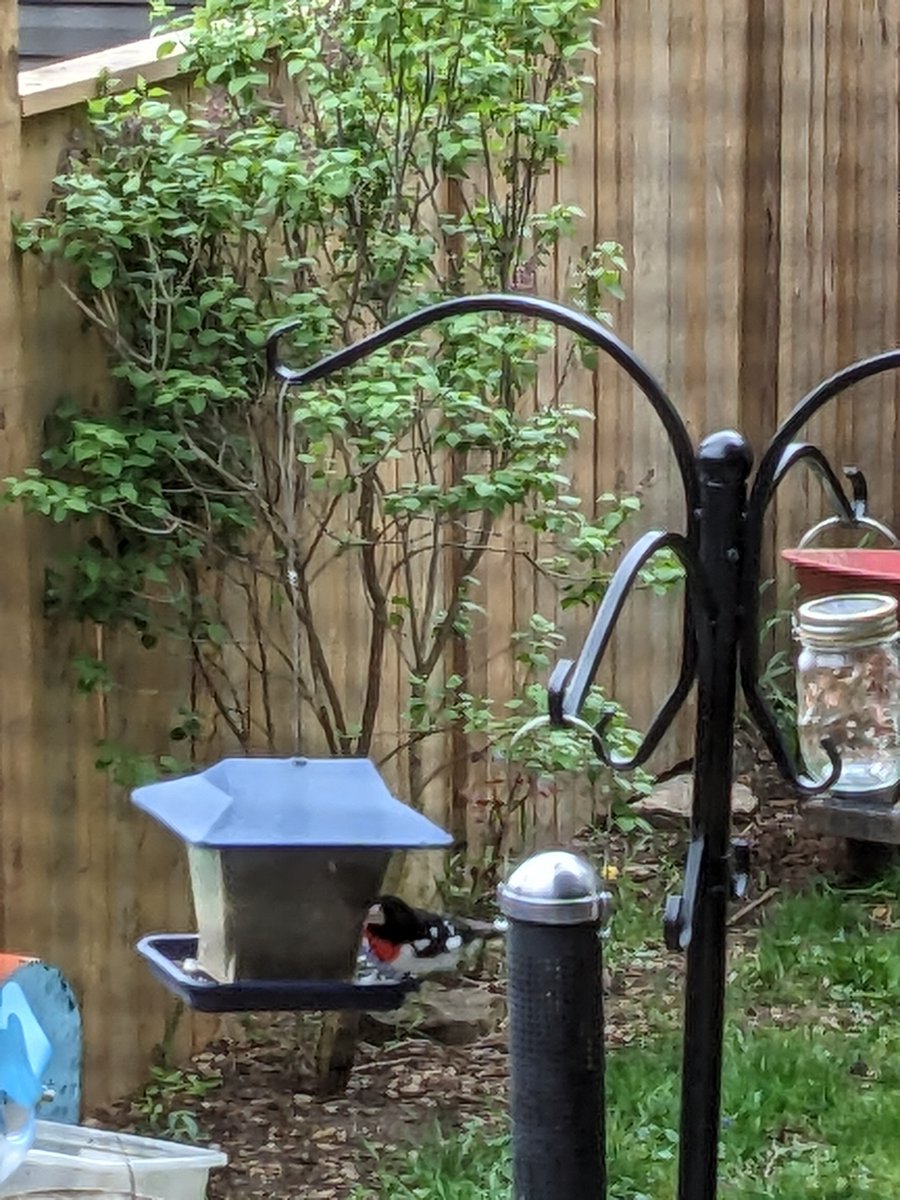 Julie_Politics's tweet photo. New visitor to the yard this year. A rose breasted grosbeak I believe.
#BackyardSanctuary #UrbanWildlife #Birds https://t.co/rayPlJ2ksi