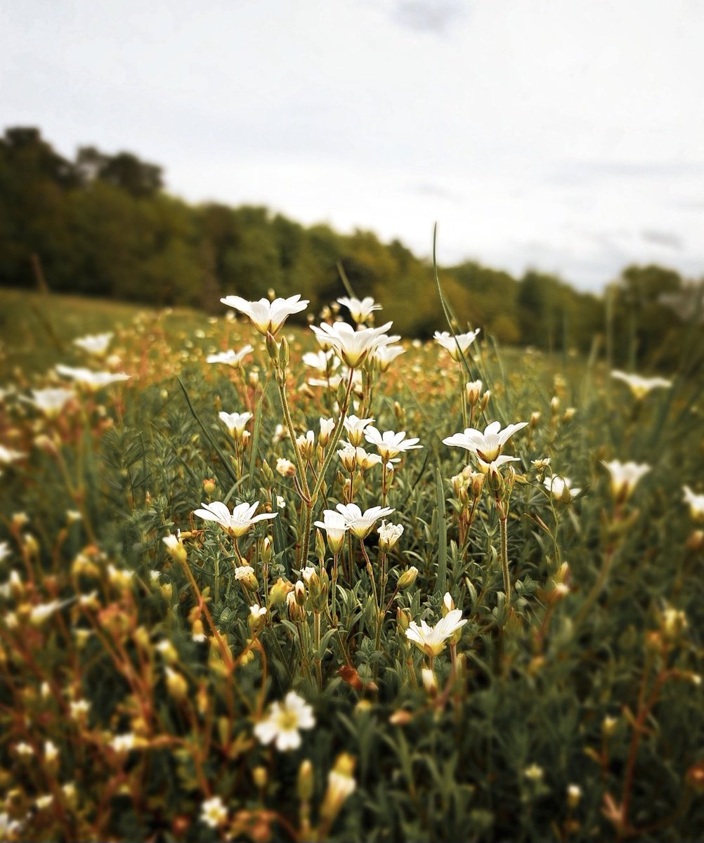 AJS0391's tweet photo. Wildflowers 🖤🤍💛
#wildflowers #wildflower #flowers #flowerphotography #flowershots #nature #NaturePhotograhpy #cowslips #chickweed #bnw #bnwphotography https://t.co/ZpUFAoPjot
