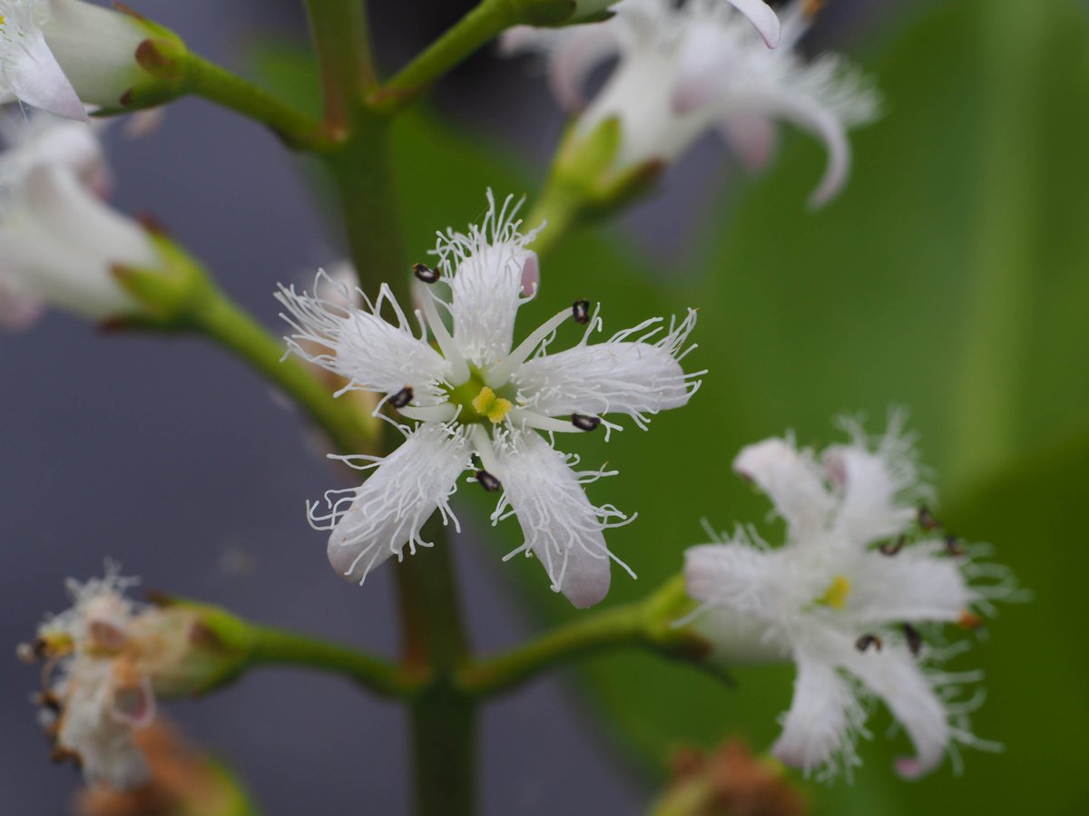 Im Botanischen Garten blüht gerade sooo viel - aber ein besonderes Highlight ist der Fieberklee (Menyanthes trifoliata): flauschige Blütenstände im Apothekergarten und im Moor im Ökologischen Alpinum