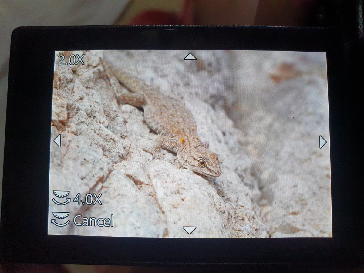 Josh Phangurha tweet media