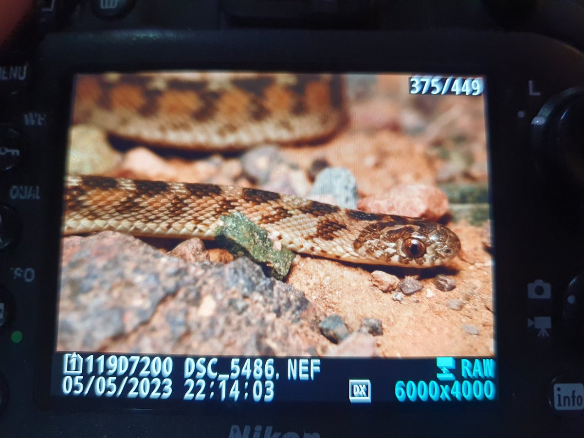 Josh Phangurha tweet media