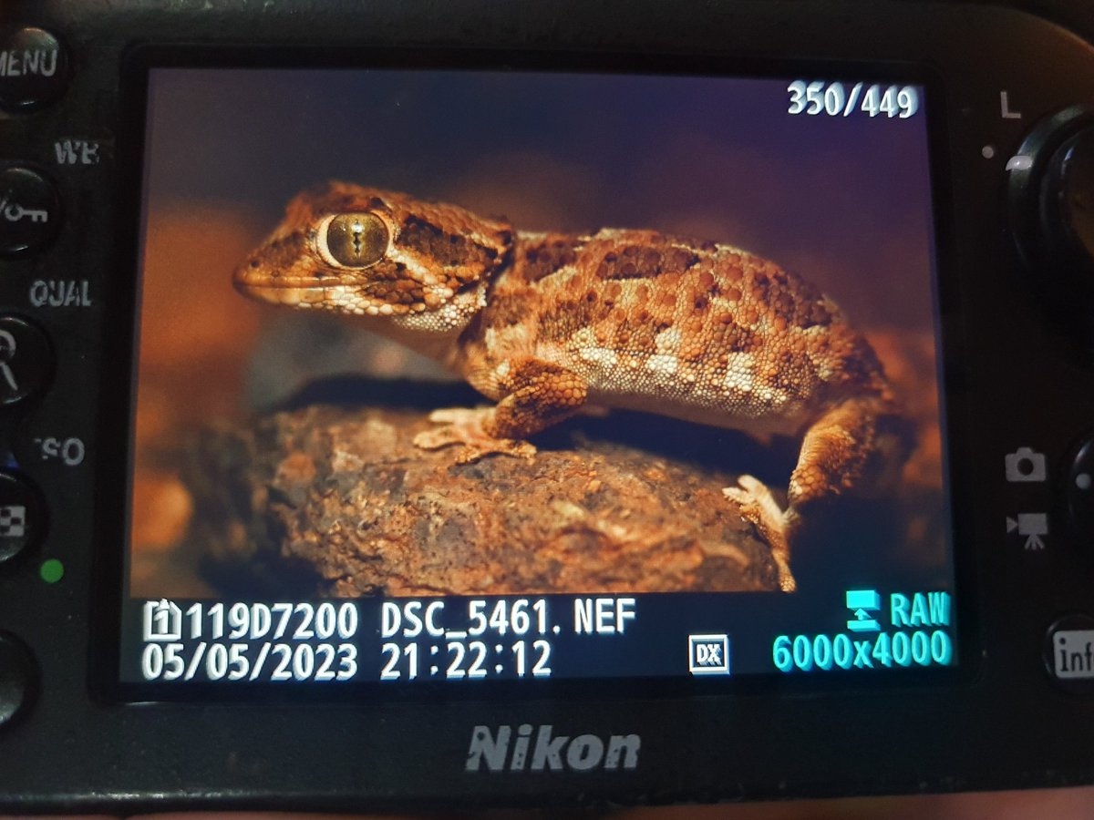 Josh Phangurha tweet media