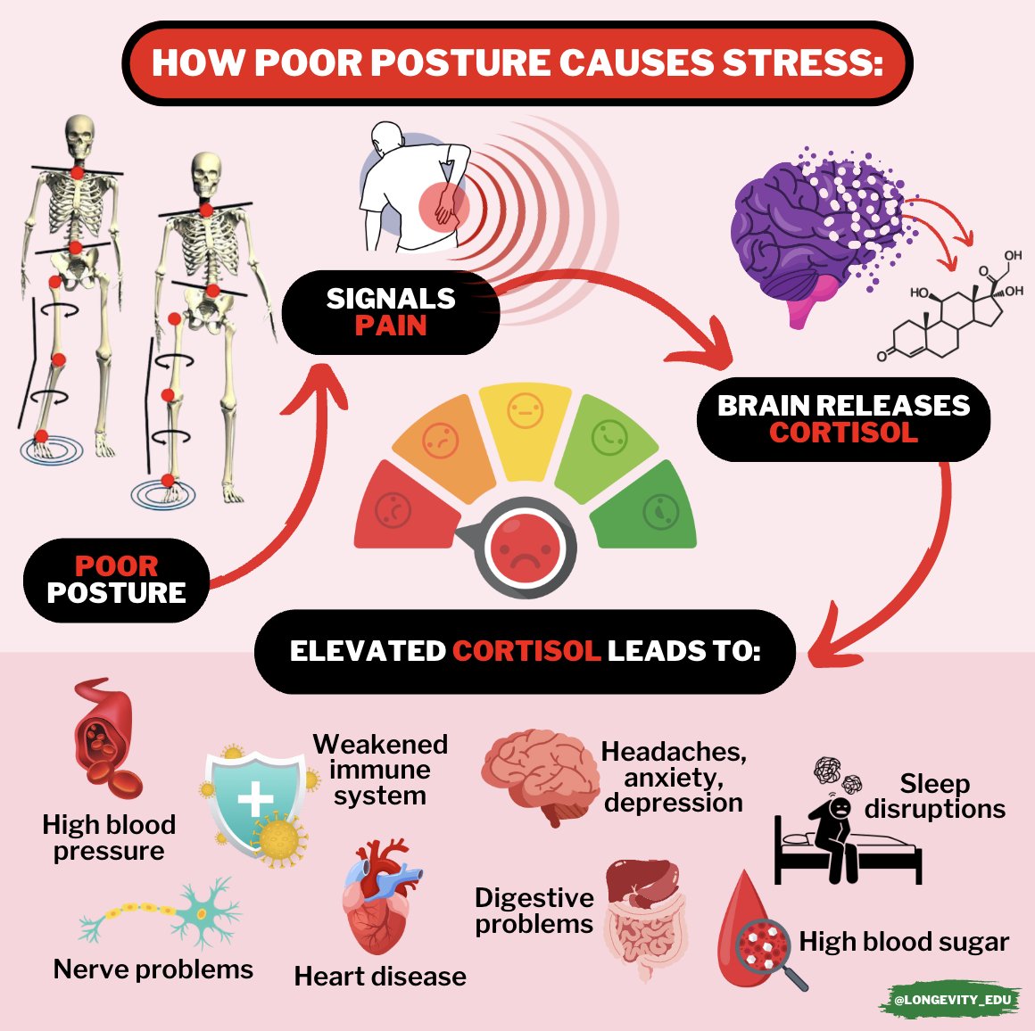 Longevity_EDU's tweet photo. Over 75% of people will experience stress from joint pain.

To avoid it:

You have to make good posture a PRIORITY. https://t.co/fwl7TWxm5B