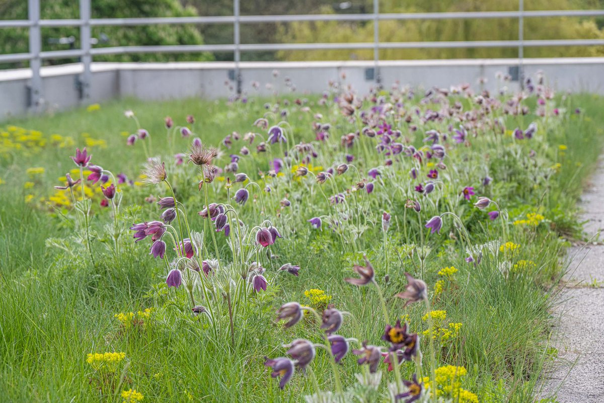 NigelDunnett's tweet photo. Pulsatilla meadow on the green roof at Moorgate Crofts Business Centre Rotherham last week, with Cowslips, yellow Euphorbia cyparissias &amp; Fescue grasses. This dry meadow green roof is nearly 20 years old, no irrigation, and maintained with a meadow cut-back each Feb. https://t.co/hbsFQ7p7KJ