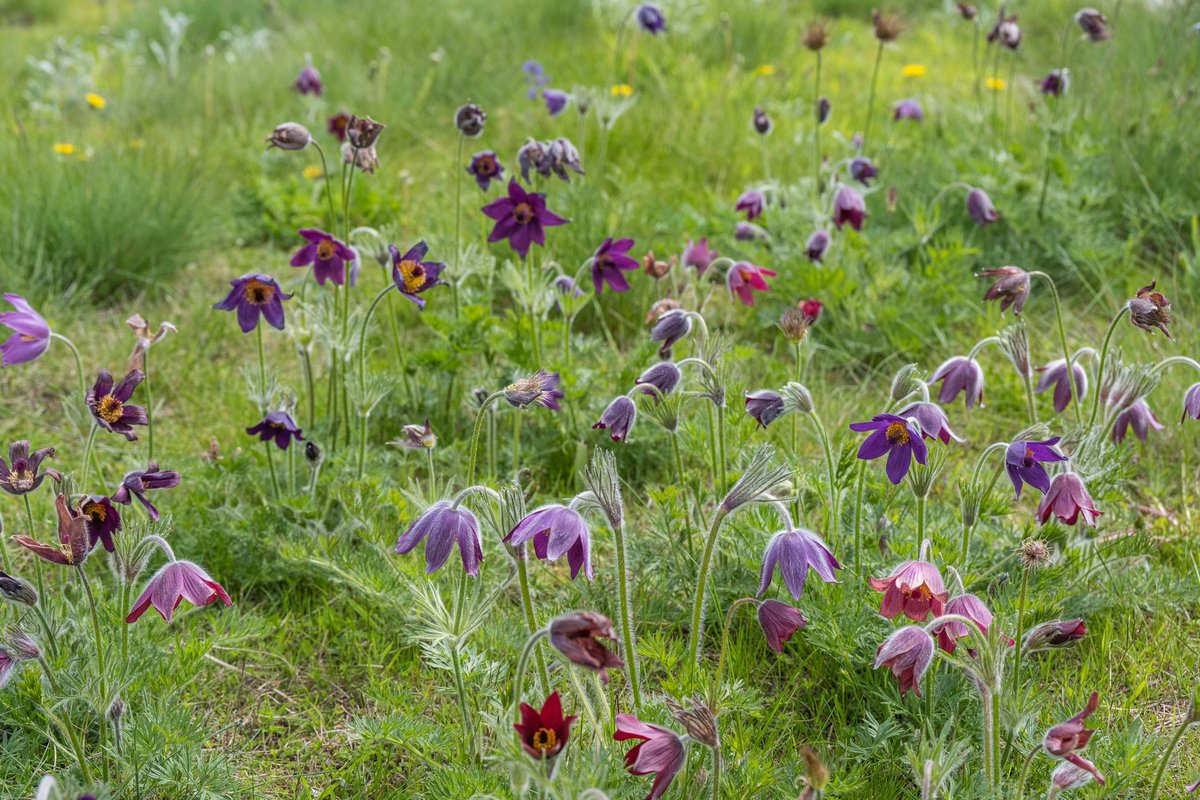 NigelDunnett's tweet photo. Pulsatilla meadow on the green roof at Moorgate Crofts Business Centre Rotherham last week, with Cowslips, yellow Euphorbia cyparissias &amp; Fescue grasses. This dry meadow green roof is nearly 20 years old, no irrigation, and maintained with a meadow cut-back each Feb. https://t.co/hbsFQ7p7KJ