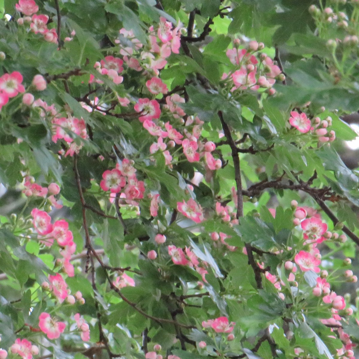 Hawthorn: a native species providing nectar for bees other pollinators and berries for the birds in autumn #StandUpForTrees #SaveTheBees