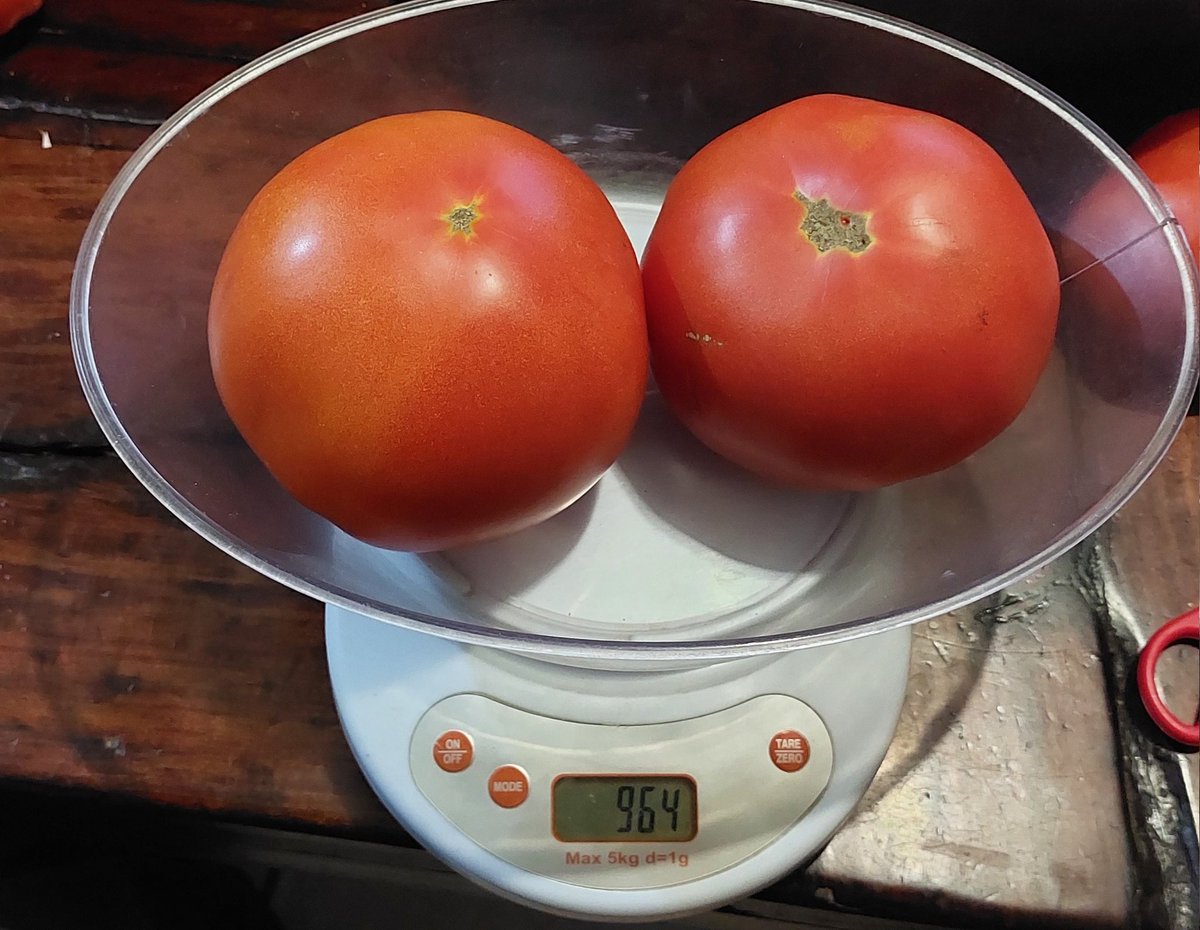 <a href="/NgonieSanaz/">Ngoni Alex Robbins</a> <a href="/Horbax_Farm/">Horbax Farm</a> Good crop there. That's Candela F1 genetics