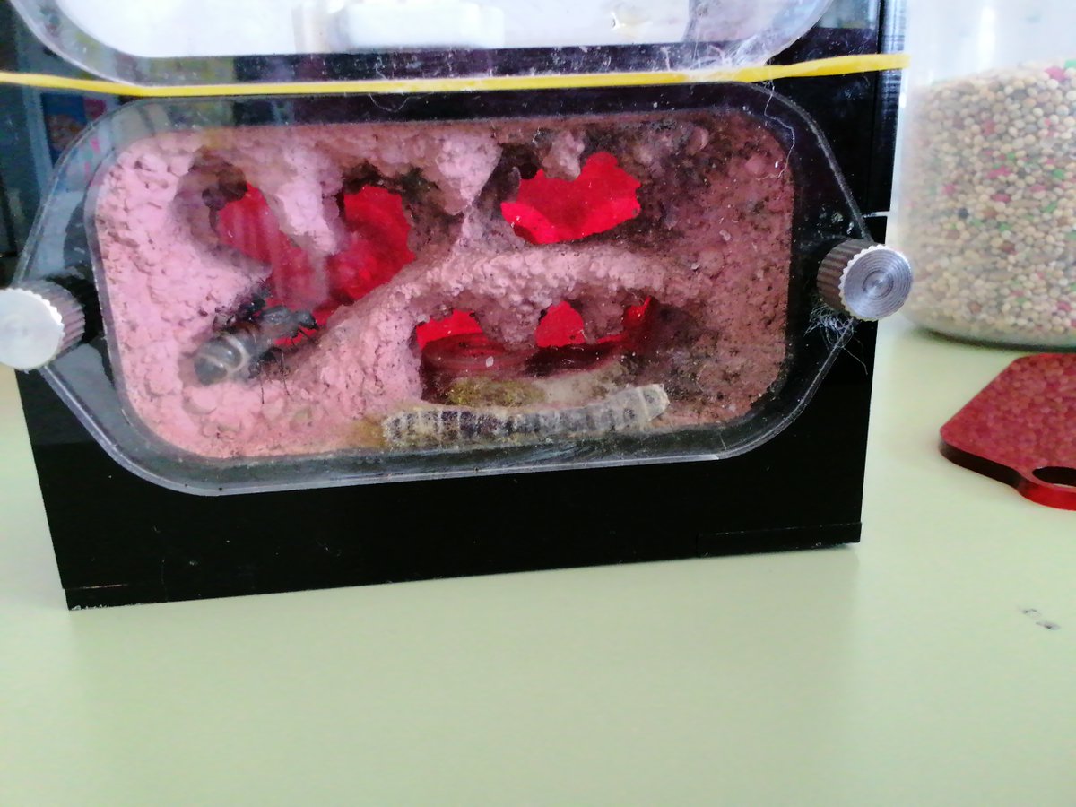 CEIPLAREDO's tweet photo. ๐ INFORME #formigueando 08-05-2023 :
- Especie investigada: Camponotus Cruentatus
- Curso Investigadora: 4ยบ EP
- Nยบ Colonia: 15 formigas.
#laredolab361 #clubciencialaredo
๐ Informes completos : https://t.co/ZirNtsggWi https://t.co/0OEga5Hon0