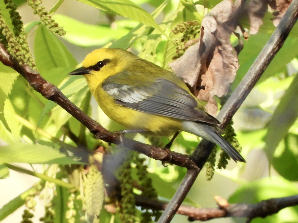 One of the many Blue-winged Warblers at West Hills County Park in Huntington, NY

#warblers #birds #BirdsSeenIn2023 #birdtwitter #BirdsOfTwitter #naturephotography  #longisland #birdphotography #birdsofnewyork #huntington  #naturelovers
#wildlifephotography #birding