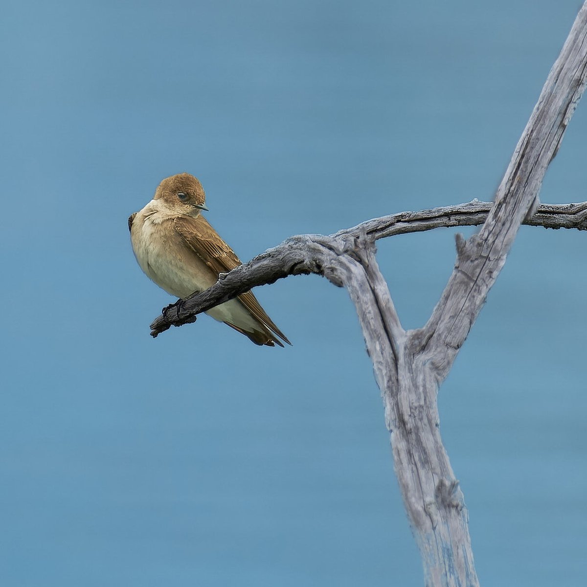 MikeVrobelPhoto's tweet photo. Northern Rough-Winged Swallow taking a break
Wilbeth Road Trailhead of Towpath Trail
Fujifilm X-H2S with 150-600/5.6-8 and DXO Pure Raw 3
#TowpathTrail #SummitMetroparks #BirdPhotography #BirdsOfOhio #pixelconnectiongiveaway #MyFujifilmLegacy #FujiFilm #Fujifilm_US https://t.co/EhBWYDVQJq