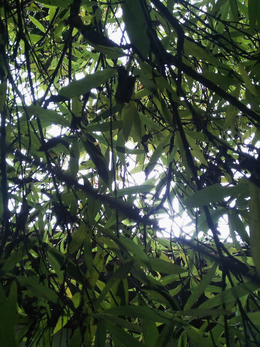 Semikasasen's tweet photo. Nature photography #nature #photography #mobilephotography https://t.co/nLufPQKVVr