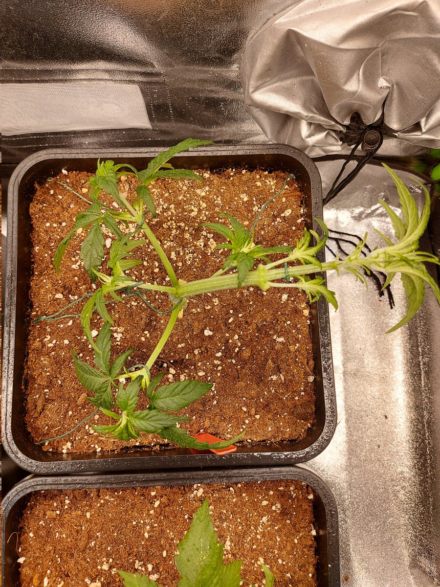 Ju_bps's tweet photo. Pure Instinto - Strawberry Shortcake Auto 🍓👨‍🌾🌲
#MarsHydro #SP3000
@MarsHydroLight @Coco_Pan2022 💡💡
@NutriNPK
🗓 Day 28 since seed
#CannabisCommunity  #growyourown #Mmemberville #420life #pureinstinto #Strawberry #shortcake #LST #Defoliation https://t.co/fWhxxyzT1p