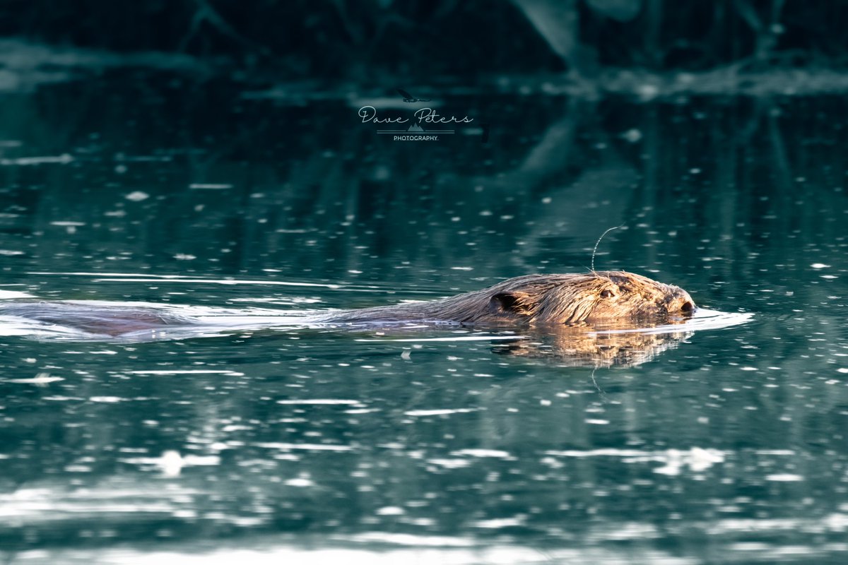 DavePetersPhoto's tweet photo. The largest individual of this Kent Beaver family appears to be this one I expect this to be the female. Female beavers grow to around 1 m in length as well as having a extra 30 cm of tail. @KentWildlife @BeaverTrust https://t.co/Xs8QIHV1K1