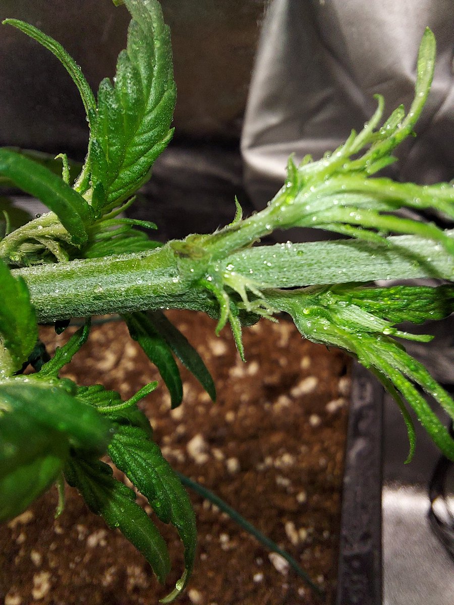 Ju_bps's tweet photo. Pure Instinto - Strawberry Shortcake Auto 🍓👨‍🌾🌲
#MarsHydro #SP3000
@MarsHydroLight @Coco_Pan2022 💡💡
@NutriNPK
🗓 Day 28 since seed
#CannabisCommunity  #growyourown #Mmemberville #420life #pureinstinto #Strawberry #shortcake #LST #Defoliation https://t.co/fWhxxyzT1p
