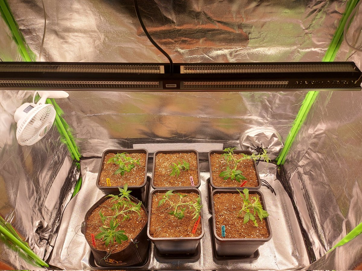 Ju_bps's tweet photo. Pure Instinto - Strawberry Shortcake Auto 🍓👨‍🌾🌲
#MarsHydro #SP3000
@MarsHydroLight @Coco_Pan2022 💡💡
@NutriNPK
🗓 Day 28 since seed
#CannabisCommunity  #growyourown #Mmemberville #420life #pureinstinto #Strawberry #shortcake #LST #Defoliation https://t.co/fWhxxyzT1p