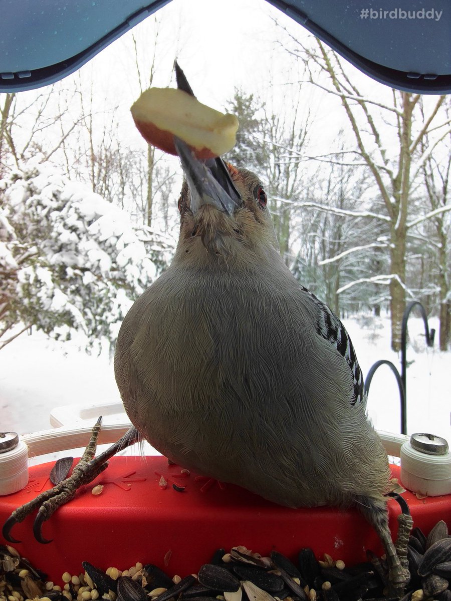 This red-bellied woodpecker was super hungry but still had time to strike an awesome pose at my Bird Buddy feeder! 😍#birdbuddy #goldenperchawards
