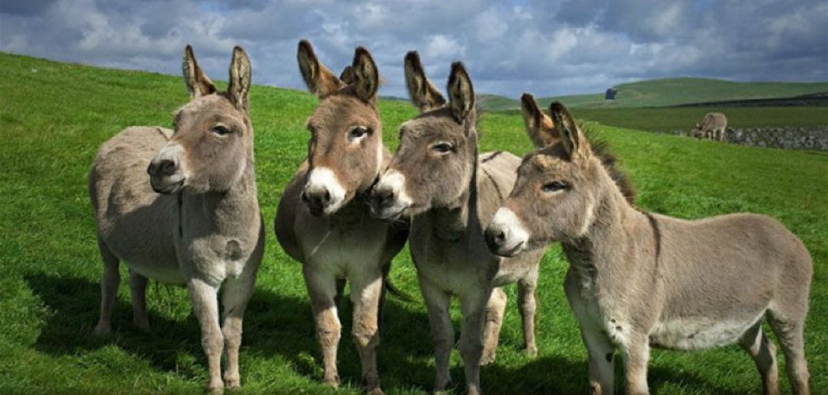 يصادف ٨ مايو من كل عام اليوم العالمي للحمير. وبهذه المناسبة نهنئ سائر من يحملون طبائع الحمير من البشر بعيدهم، ممن يتسمون بتبلد العقول والمشاعر، ويصبرون على القهر والضيم، ويسمحون لكل قوي بأن يركب ظهورهم ويلهب جلودهم، ولا يزالون مؤمنين بثقافة القطيع معطلين لعقولهم وأسماعهم وأبصارهم