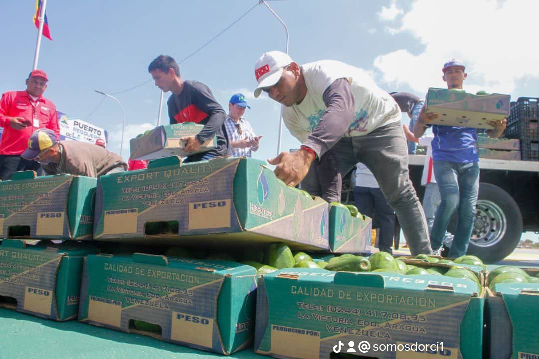 #AbriendoCaminos 🚨🇻🇪🇨🇼Comenzó la exportación de aguacates Aragueños a las isla de Curazao desde el puerto pesquero del estado Falcón