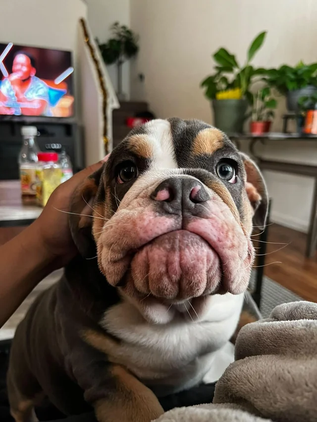 myesadoctor's tweet photo. A cute emotional support animal. 
#dogsoftwitter #emotionalsupportdog #SummerHouse #dog https://t.co/BNwqt6bj0w