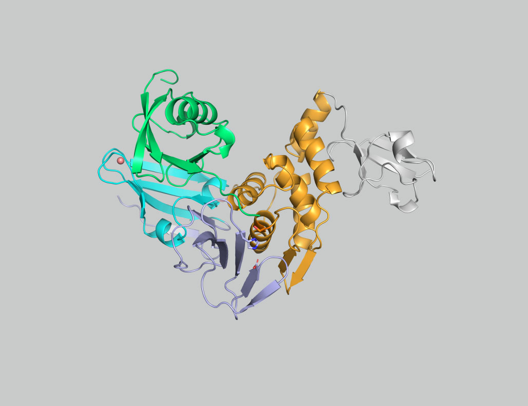 ScienceMagazine's tweet image. A pair of papers in @SciSignal reveals how #SARSCoV2 and other #coronaviruses suppress innate immune responses in infected cells–and suggest that targeting this pathway can slow viral replication in culture. #InnateImmunity 

scim.ag/2wX
scim.ag/2wY