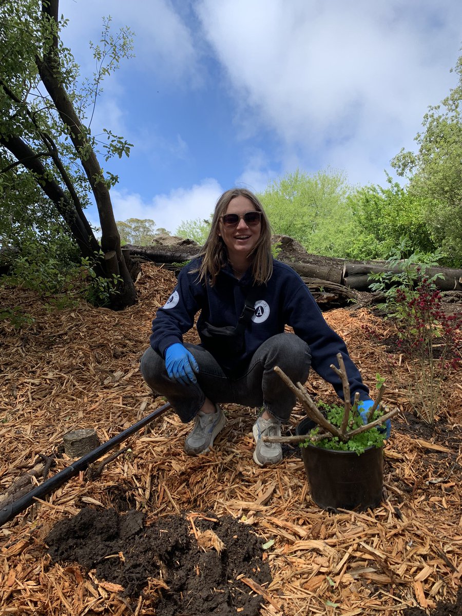 As part of the #Coronation celebrations, we’re volunteering with <a href="/RecParkSF/">San Francisco Recreation and Park Department</a> to landscape Golden Gate Park near Stow Lake. Activities include making pathways out of woodchips, weeding, and digging up one very stubborn tree. Wish <a href="/TammySandhu/">Tammy Sandhu M.B.E.</a> luck! #TheBigHelpOut #volunteer