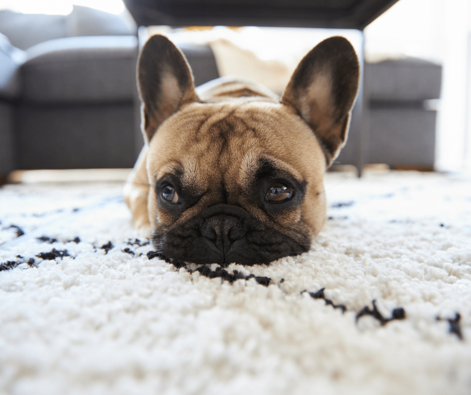 Get your carpets springtime fresh and odor free with Escarosa Cleaning and Restoration, LLC!
* We specialize in pet stains and odor removal! 

Check out our latest blog here:
escarosacleaningandrestoration.com/how-profession…

#carpetcleaning #petodorremoval #springclean #pensacola