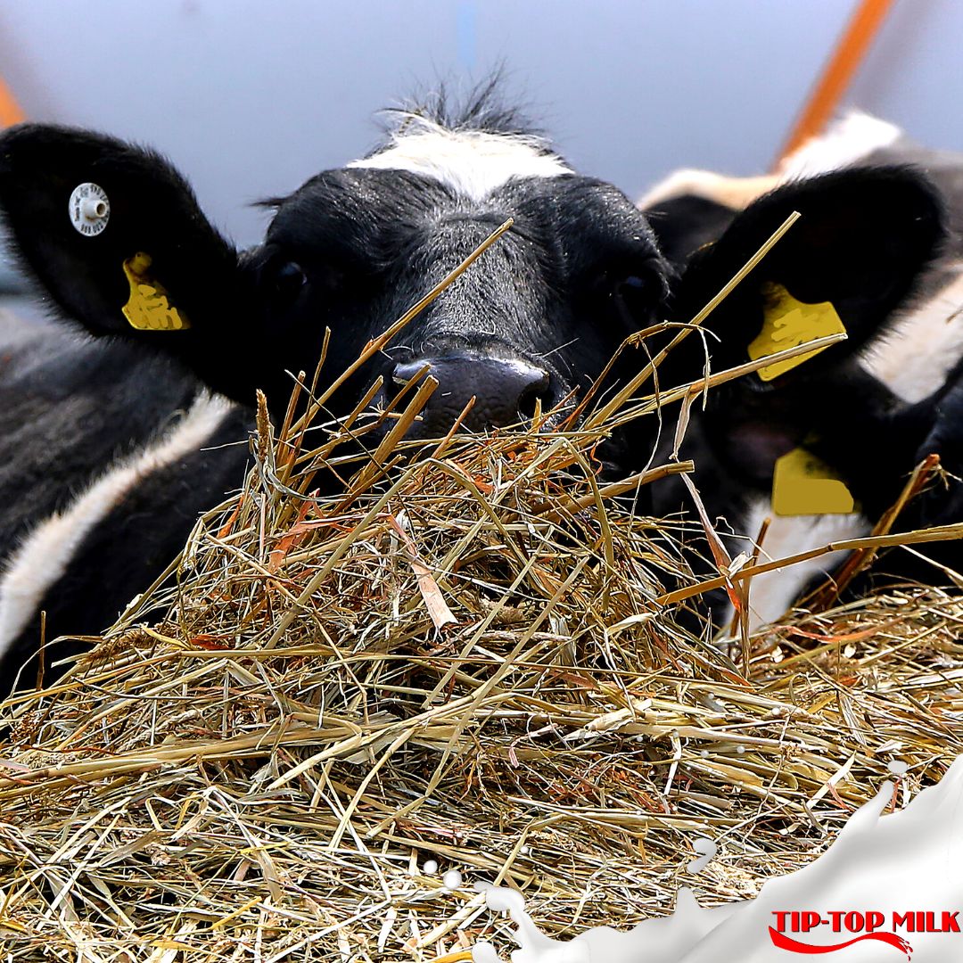 tiptop_milk's tweet photo. #Interestingfind: Winter cereal trials conducted at Cedara Research Station showcase that #foragecereals can fill the winter/ early spring #feedgap & increase #farmproductivity.
Read more in the May edition of @MilkMpo’s #TheDairyMail, pg. 44-48: https://t.co/jE8Jn4TGKd https://t.co/7rmkhMSLts