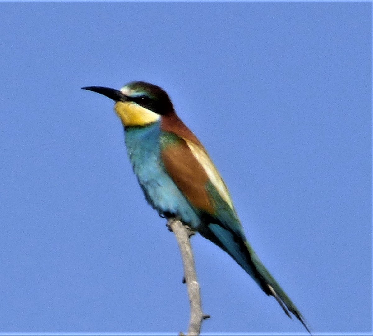 llenswipes's tweet photo. Lesser Grey Shrike.  European Bee-eater https://t.co/1VbkOaQKsQ
