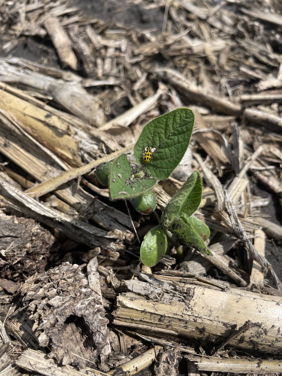 JeremyOlson12's tweet photo. This is why we recommend insecticides and additional MOA to protect our small bean plants with minimal leaf area @PedersonSeed2 #lumiderm #lumigen #gaucho https://t.co/lcbAWOBSIQ