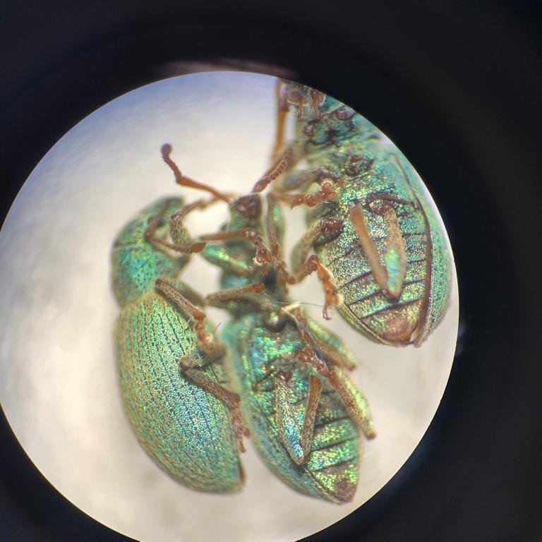 Our Farmland Ecology researchers carry out various #insect monitoring projects, resulting in hours spent identifying insects through microscopes.

These #weevils found are a very important chick food source for #greypartridge and other farmland #birds.

#Entomoloy #SpeciesID