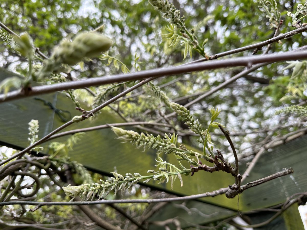 Rachel Guest tweet media